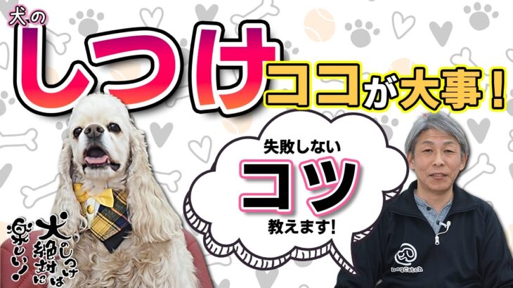 犬のしつけで失敗しないために、知っておきたい基本について