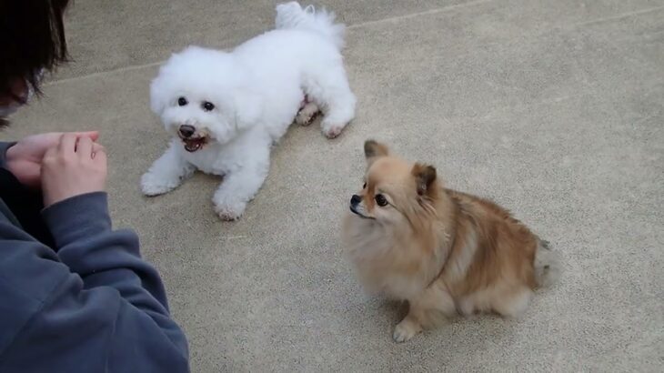 犬の幼稚園 ランディくん＆くるみちゃんとトレーニング