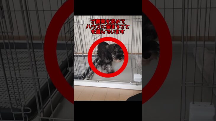 シュナのハウス練習 #ハウストレーニング #犬のしつけ #ミニチュアシュナウザー