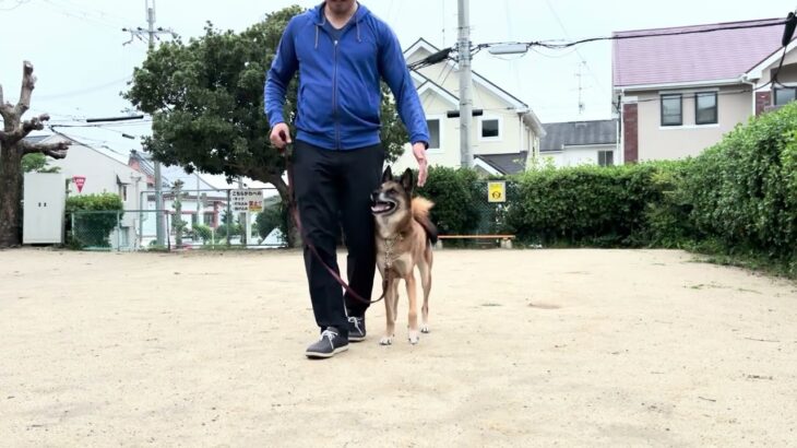 無言でもここまでしつけ出来る！ #脚側行進 #魔法 #犬
