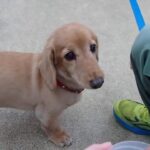 犬の幼稚園 はやぶさくんとトレーニング