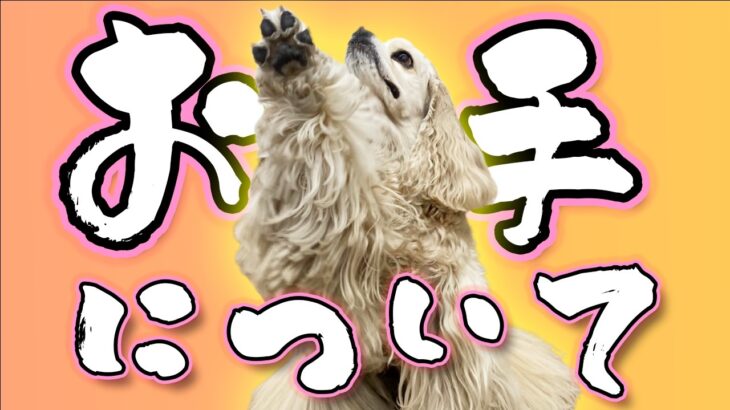 【犬のしつけ】お手について。お手っているの？教え方は？ドッグトレーナーが実践