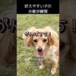 【吠えやすい子のお散歩練習】 #犬の散歩 #犬のしつけ #ドッグトレーニング #チワックス #吠える