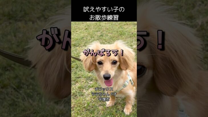 【吠えやすい子のお散歩練習】 #犬の散歩 #犬のしつけ #ドッグトレーニング #チワックス #吠える