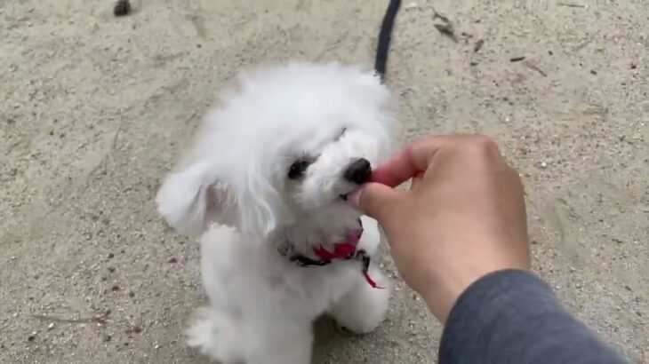 犬の幼稚園 バニラちゃんとトレーニング