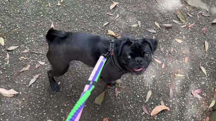 犬の幼稚園 金吾くんとトレーニング