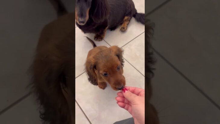 【子犬のしつけ】２か月ミニチュアダックス、『おすわり』をマスター🐶✨【犬の成長記録】