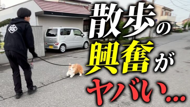 【実践】お散歩の興奮、引っ張り、吠えをプロドッグトレーナーがしつけ改善します