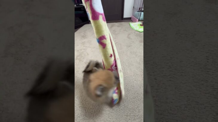 ポメラニアンのタヌ #ポメラニアン大好き #タヌキ#あかちゃん #いやし#犬#しつけ