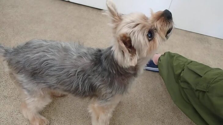犬の幼稚園 シナモンくんとトレーニング