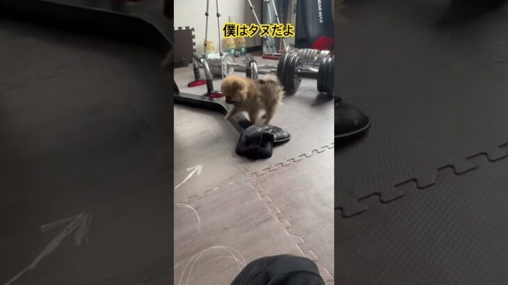 ポメラニアンのタヌ #ポメラニアン大好き #タヌキ#あかちゃん #いやし#犬#しつけ