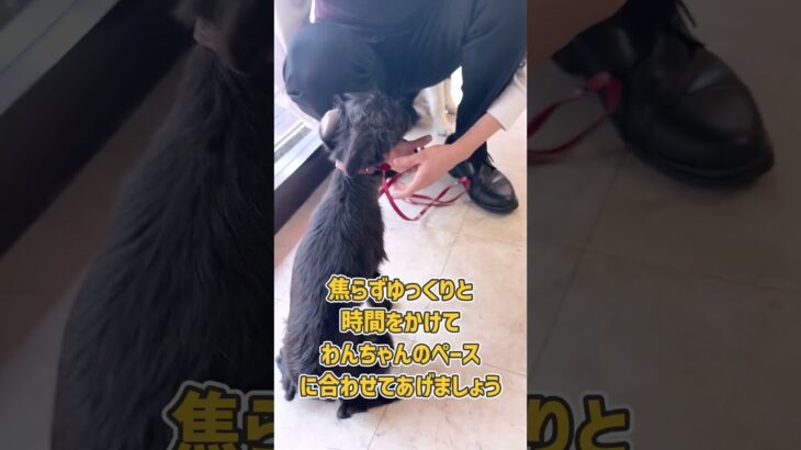 臆病なミックス犬さんとのスキンシップトレーニング風景