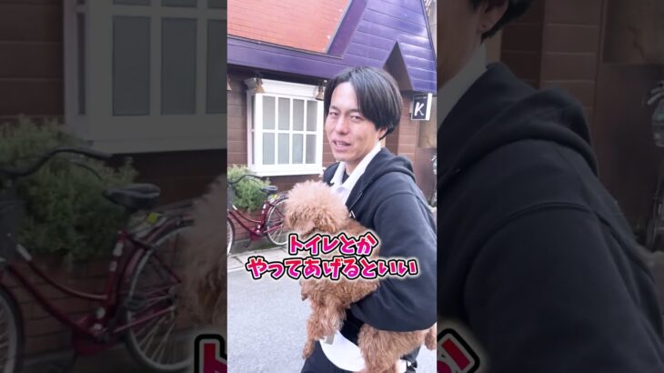犬のしつけは何歳から始めればいい？