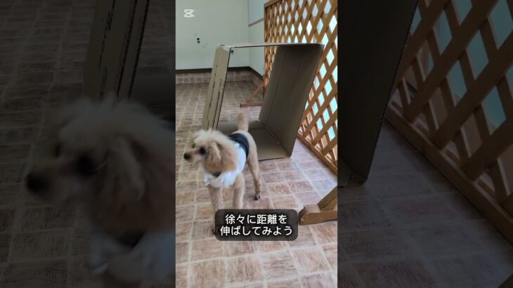 おうちでルームアジリティ！！ #犬しつけ #トイプードル #ドッグトレーナー #ドッグトレーニング #愛犬 #犬