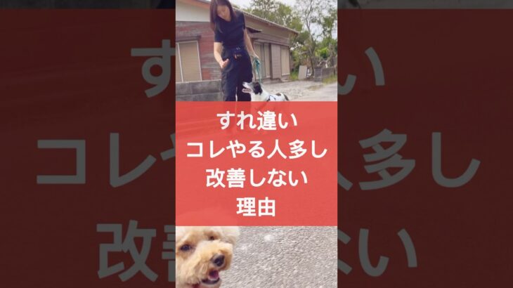 【お散歩】すれ違いコレやってない？改善しない理由　#ドッグトレーナー #ドッグトレーニング #犬のトレーニング  #散歩 #犬のお散歩 #吠える #いぬのいる生活 #しつけ #子犬