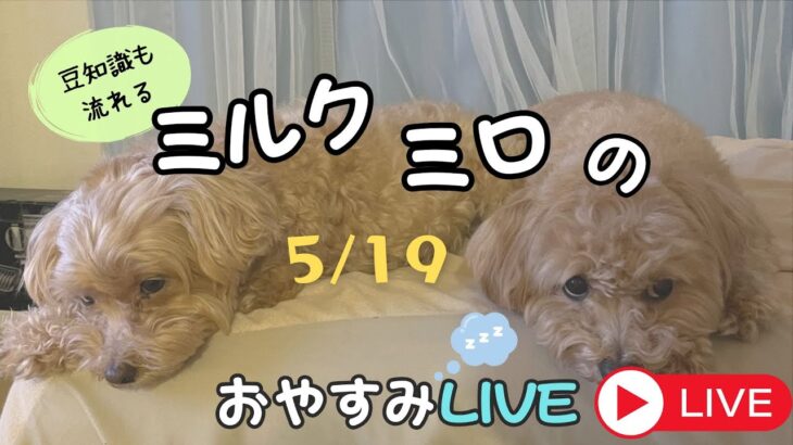 ゆうと犬のしつけアドバイザー のライブ配信