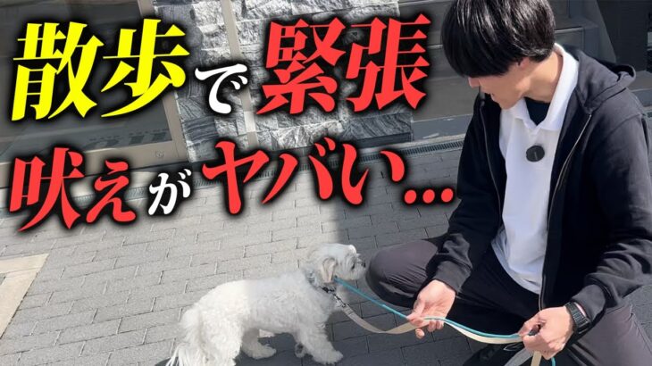 小型犬のビビり、散歩の吠え、ひっぱりをしつけ改善【プロドッグトレーナー実践】