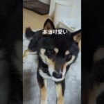 もぉ、好き♥#可愛い犬動画 #柴犬 #しつけ