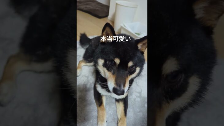 もぉ、好き♥#可愛い犬動画 #柴犬 #しつけ