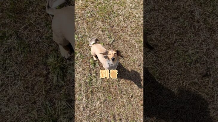 しつけレベル高すぎるつばき