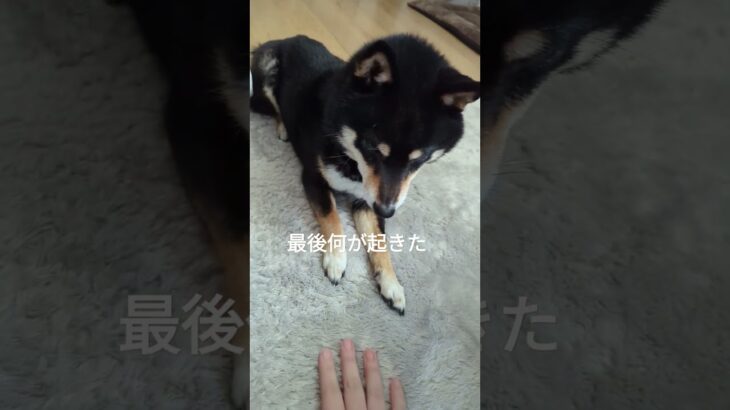 えいえいおー#豆柴#豆柴しつけ #可愛い犬動画 #やってみた