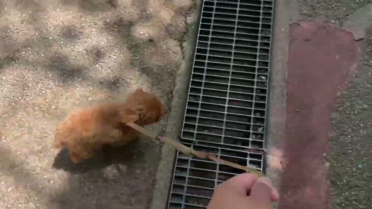 犬の幼稚園 モコちゃんとトレーニング