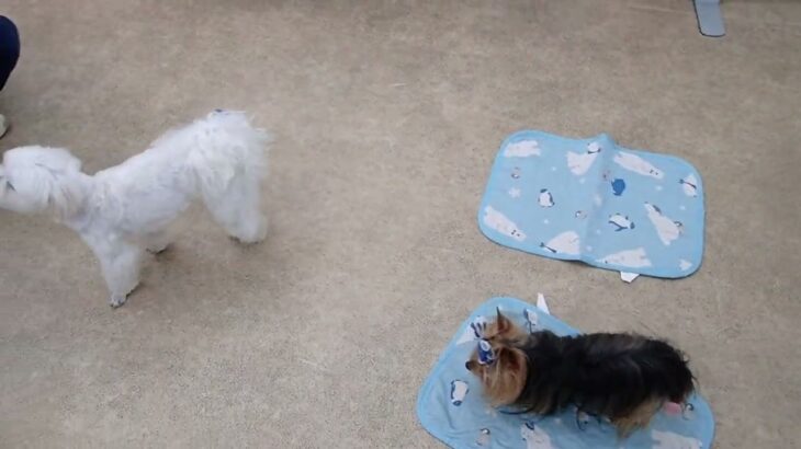 犬の幼稚園 源くん＆花ちゃんとトレーニング