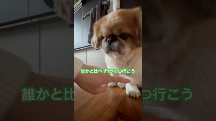 誰かと比べず一歩ずつ  #いやしわんこ #犬のしつけ #おもしろ犬動画 #拝啓少年よ #ペキニーズ #ぺきにーず #はなぺちゃ