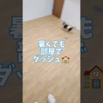 子犬の学校は暑くても楽しく🏫#こいぬ #しつけ方 #可愛い #ちわわ