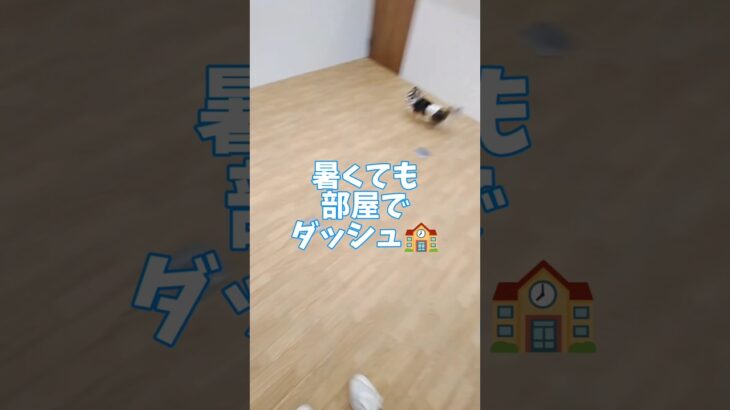 子犬の学校は暑くても楽しく🏫#こいぬ #しつけ方 #可愛い #ちわわ