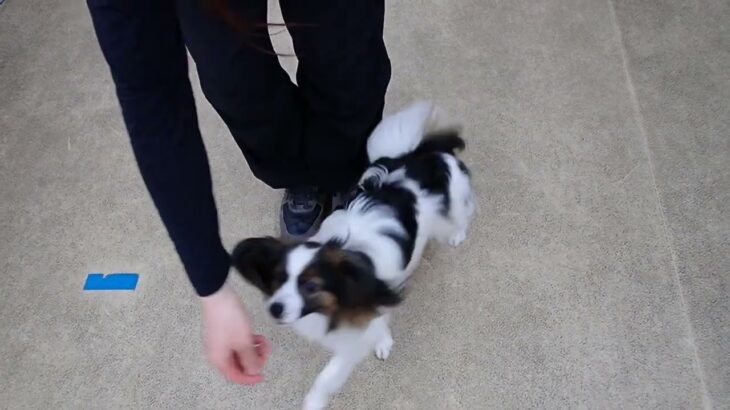 犬の幼稚園 ノエルくんとトレーニング