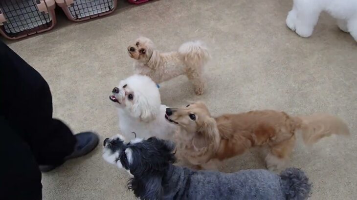 犬の幼稚園 空ちゃんとトレーニング