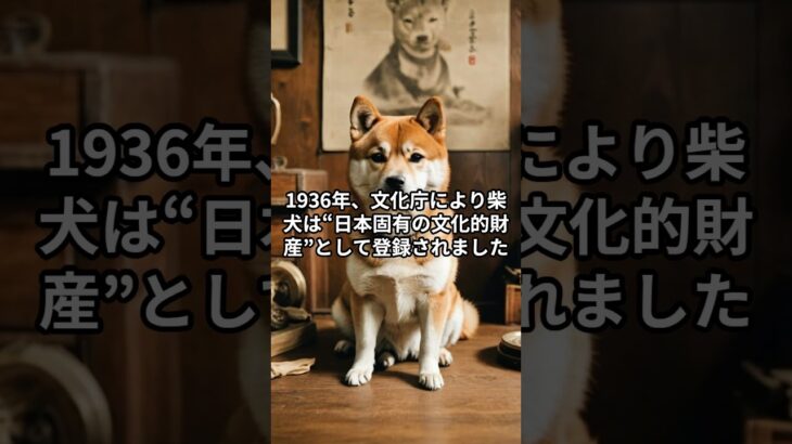 日本で唯一“国が守る犬”！？柴犬が文化財って本当？ #柴犬 #柴プー #しつけのコツ
