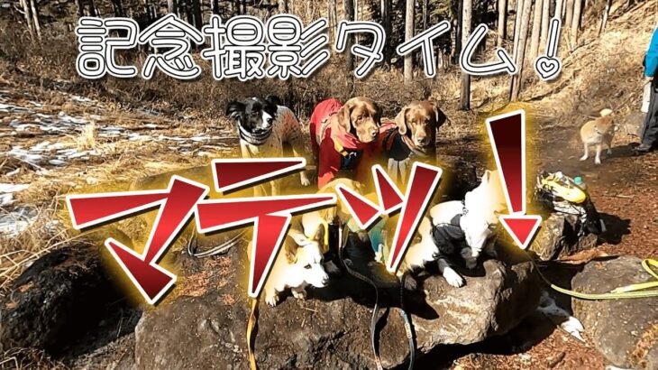 犬と八ヶ岳♪立ち入り禁止㊙ルート！　#ハイエース #犬とお出かけ #犬のしつけ #ボーダーコリー #八ヶ岳