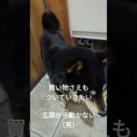 買い物さえもついてきたい♥#可愛い犬動画 #柴犬 #豆柴しつけ ＃ついていきたい