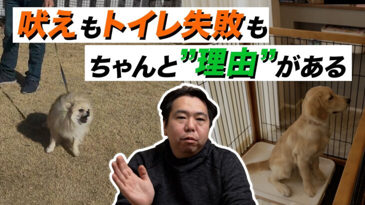 【犬 しつけ】視聴者さんからのお悩み相談にお答えします！！