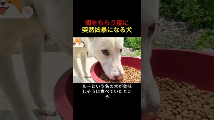 餌をもらう度に突然凶暴になる犬 #犬 #問題行動 #犬のしつけ #犬のいる暮らし #犬好きさんと繋がりたい