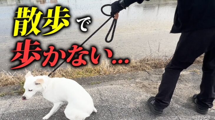 保護犬の散歩のひっぱり、歩かない、ビビリ癖をしつけ改善【プロドッグトレーナー解説】
