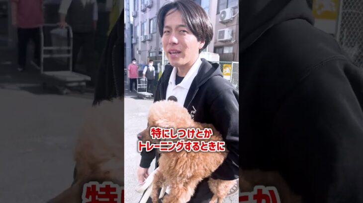 散歩におすすめの神グッズ!?【みんな知らない】