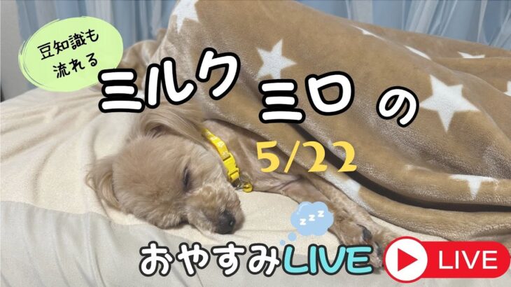 ゆうと犬のしつけアドバイザー のライブ配信