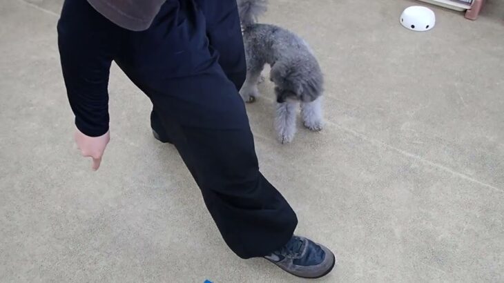 犬の幼稚園 輪くんとトレーニング