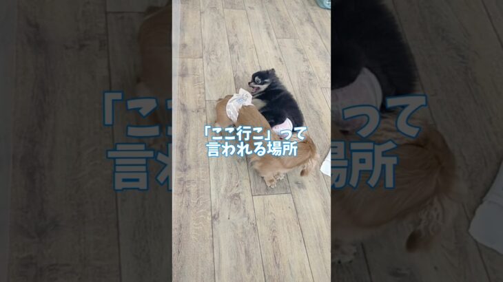 子犬も飼い主さんも楽しく🏫#こいぬ #可愛い #しつけ方