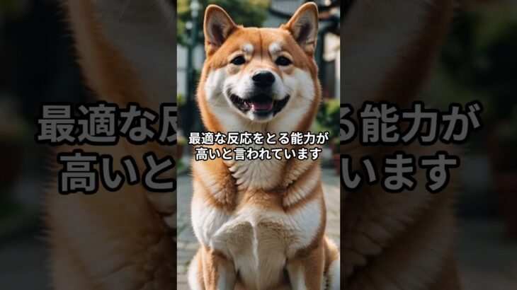 柴犬が“人間の心を読む犬”だった！？驚異の共感力とは #柴犬 #柴プー #しつけのコツ