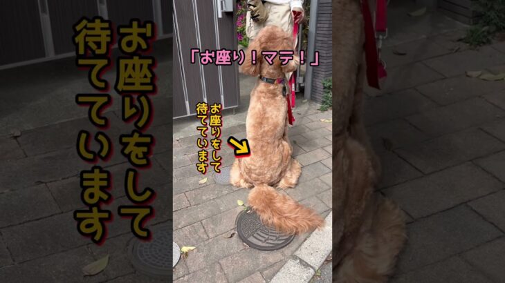 【安全を守るドア前の待て】犬を落ち着かせて危険を防止するドア前のマテ #待て #おいで #お座り #オーストラリアンラブラドゥードル #大型犬 #ドッグトレーニング #犬のしつけ #ドッグトレーナー