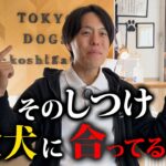 この動画をみれば、あなたと愛犬にあったしつけ法がわかります