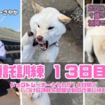 【犬のしつけ】ガク　２週間の預託訓練　１３日目