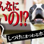 【犬 しつけ】日本国内で咬傷事故が年間何件あるか知ってますか？