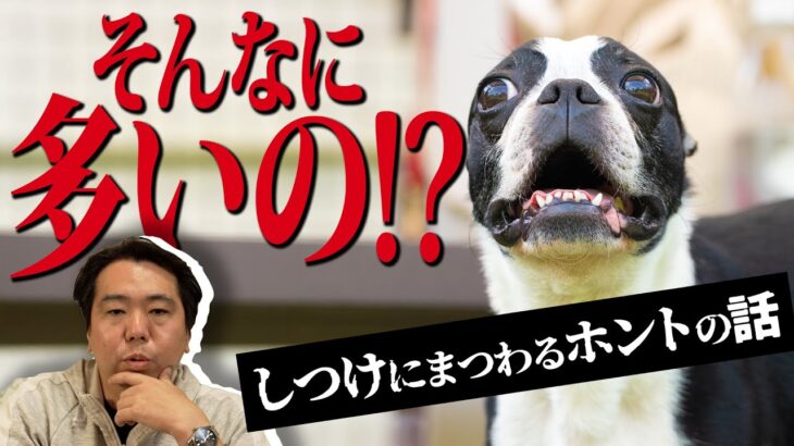 【犬 しつけ】日本国内で咬傷事故が年間何件あるか知ってますか？