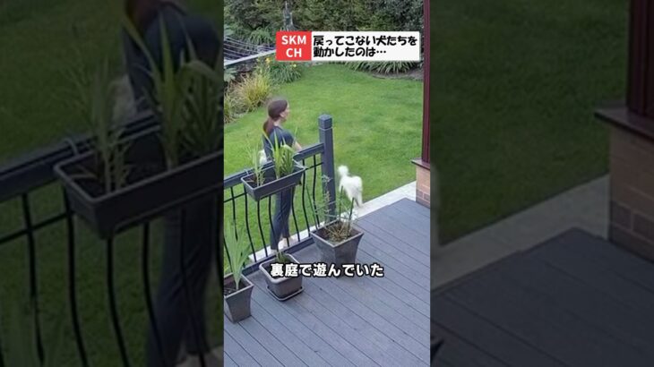 猫ちゃんが犬のしつけ係！？まさかの行動にほっこり