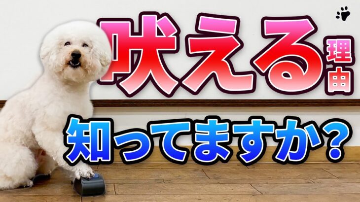 犬はなぜ吠えるのか？今日からできる対処法をドッグトレーナーが解説【犬のしつけ】
